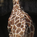 giraffeobsession
