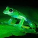 glowinggreenfrog