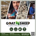 goat-n-sheep
