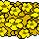 golden-echo-flowers