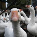 gooses-on-the-looses