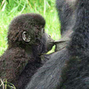 gorilla-adventure-safaris-blog