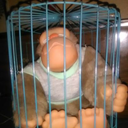 gorilla-in-a-cage