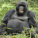 gorillahandz