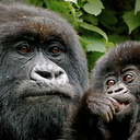 gorillajungletrekking-blog