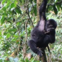 gorillasafariplanners