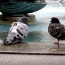 gossiping-pigeons