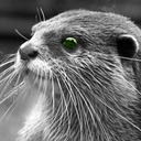 green-eyed-otter