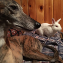 greyhoundsandfriends-blog avatar