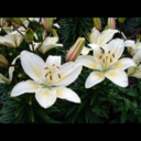 group7lily-blog