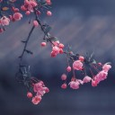 haitang-blossoms