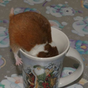 hamsters-in-cups