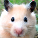 hamsters avatar
