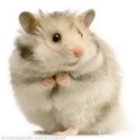 hamstersofmidgard-blog-blog