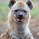 happy--hyena
