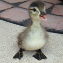 happy-little-duck-1