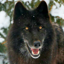 hatithedarkwolf1999