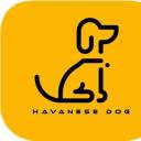 havanese-dog