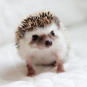 hedgehogs-inc avatar
