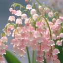 hiraeth-lily-of-the-valley