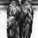 homestead-owl