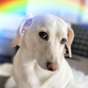 homophobic-dachshund