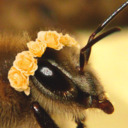 honeybaublebee