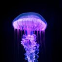 horny-jellyfish