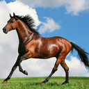 horsesuggestion-blog avatar
