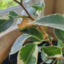 houseplant-losing-leaves