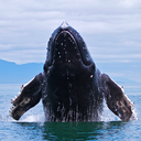 humpbackwhalelovers