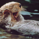 hungry-otter
