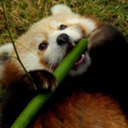 hungry-red-panda