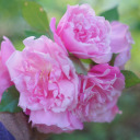 hydrangea-rose