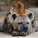 hyenabeanz