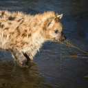 hyenagender