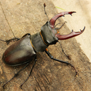 hyper-realistic-stag-beatle