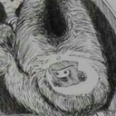 i-dream-of-sloths