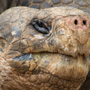 i-was-once-a--tortoise