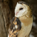 identifying-owl-in-post