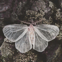 ignus-moth