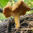 im-just-a-mushroom