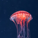 importantavenuejellyfish