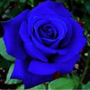 incorrect-order-of-the-blue-rose