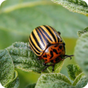 insect-pests-en-blog