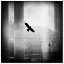 iphoneographies