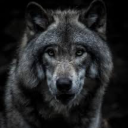 irishwolf5