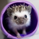 is-the-hedgehog-media-cute