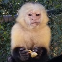 is-the-primate-vid-cute
