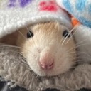 is-the-rat-vid-cute